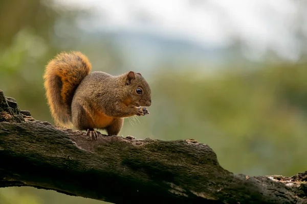 The red-tailed squirrel is a species of tree squirrel distributed from southern Central America to northern South America.