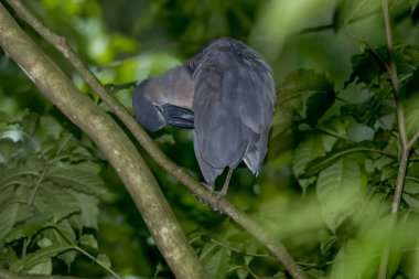 Gagalı balıkçıl ya da büyük gagalı balıkçıl balıkçıl balıkçılgiller familyasının tipik bir üyesidir..