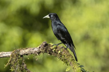 Kızıl popolu cacique, Yeni Dünya 'da Icteridae familyasından bir kuş türü..