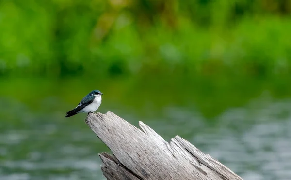 The mangrove swallow is a songbird in the swallow family that breeds in coastal areas from Mexico to Central America to Panama.