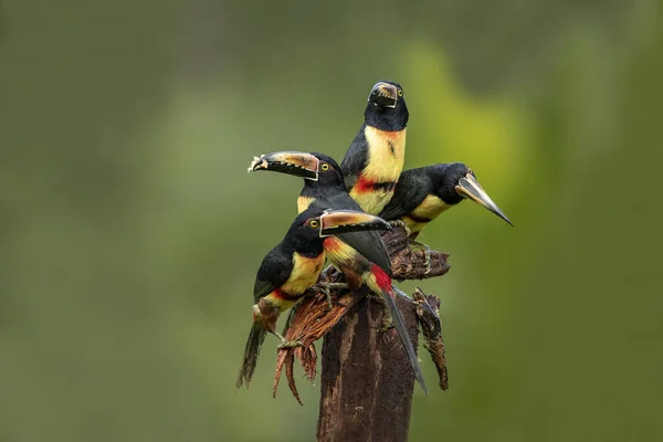 Kołnierzyk Arakaryjski Collared Aracari Gatunek Ptaka Rodziny Tukańskich Ramphastidae Znajduje — Zdjęcie stockowe