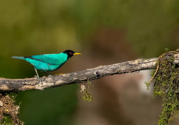 Avispa Verde Pequeño Pájaro Familia Tanager Distribución Geográfica Encuentra Nuevo —  Fotos de Stock