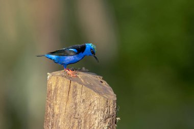 Kırmızı bacaklı bal sürüngeni, tanger familyasından ötücü bir kuştur..