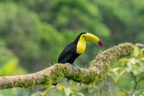 Chestnut Jawed Toucan Swainson Toucan Subspecies Yellow Throated Toucan Breeds — Stock Photo, Image