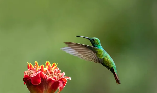 Koliber Ognisty Gatunek Kolibra Plemienia Lampornithini Klejnoty Górskie Podrodziny Trochilinae — Zdjęcie stockowe
