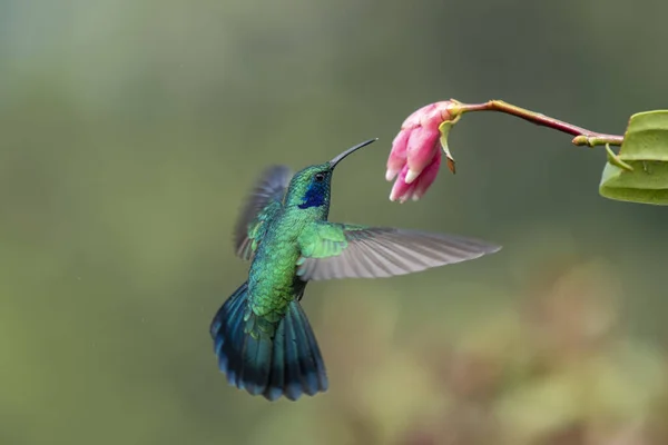 Koliber Ognisty Gatunek Kolibra Plemienia Lampornithini Klejnoty Górskie Podrodziny Trochilinae — Zdjęcie stockowe