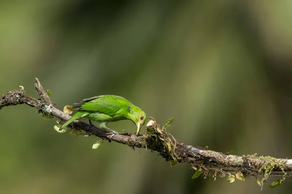 Avispa Verde Pequeño Pájaro Familia Tanager Distribución Geográfica Encuentra Nuevo — Foto de Stock