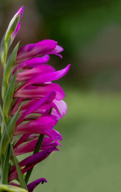 Gladiolus palustris, Iridaceae familyasından Gladiolus familyasına ait bir bitki türü..