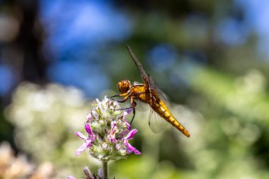 Yusufçuk, odonata tarikatına ait bir alt sınırdır. Dinlenme sırasında kanatlarını yatay olarak açık tutarak küçük hanım sineğinden farklıdır..