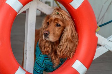 İngiliz Cocker Spaniel bir av köpeği cinsidir. Aktif, iyi huylu, spor bir köpek..