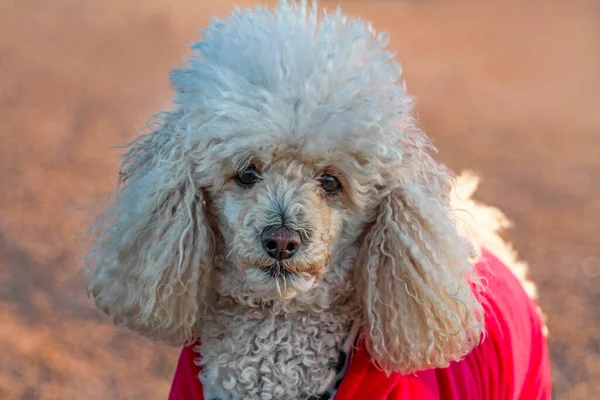 Poodle Standard Poodle Conhecido Por Ser Uma Raça Confiante Inteligente — Fotografia de Stock