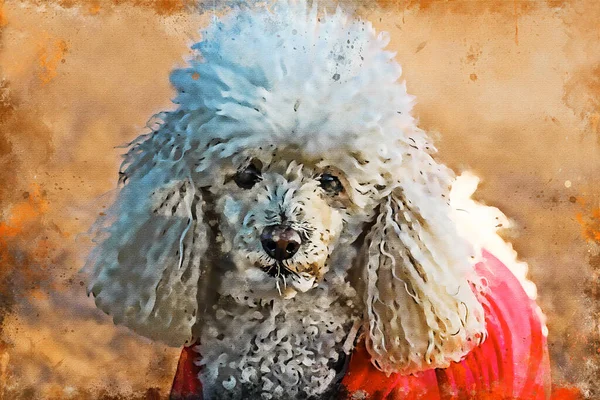 Poodle Standard Poodle 자신감 지능적이며 자랑스러운 인종으로 유명합니다 수채화 — 스톡 사진