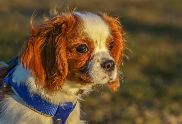The Cavalier King Charles Spaniel is an English toy dog breed of the spaniel type. Four colors are recognized.