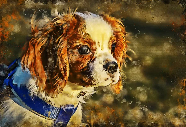 The Cavalier King Charles Spaniel is an English toy dog breed of the spaniel type. Four colors are recognized. Watercolor artistic work.