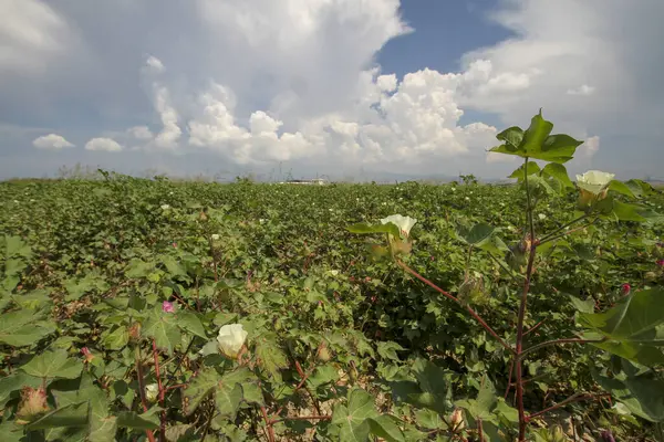 Cotton field is a large cotton farm, cotton field with green leaves in bloom.