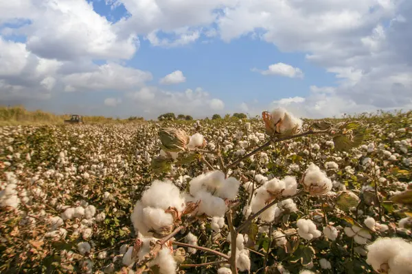 Gyapotültetvény Egy Nagy Gyapotgazdaság Gyapotot Betakarítják Bálázzák Tengerentúli Országokba Irányuló Jogdíjmentes Stock Képek