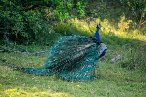 Blue Peacock living in the natural environment in Sri Lanka; pavo cristatus