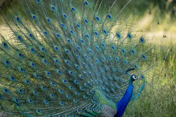 Blue Peacock Vivendo Ambiente Natural Sri Lanka Pavo Cristatus — Fotografia de Stock