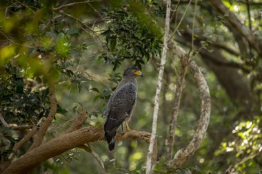 The crested serpent eagle is a medium-sized bird of prey found in forested habitats in tropical Asia. clipart