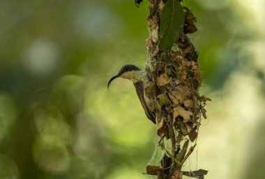 Loten 'in güneş kuşu ya da uzun gagalı güneş kuşu, Hindistan ve Sri Lanka yarımadasında yetişen bir güneş kuşudur..