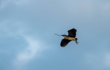 Gece balıkçılları, Nycticorax, Nyctanassa ve Gorsachius cinslerinde, 58-65 cm boyunda, orta boylu balıkçıllardır..