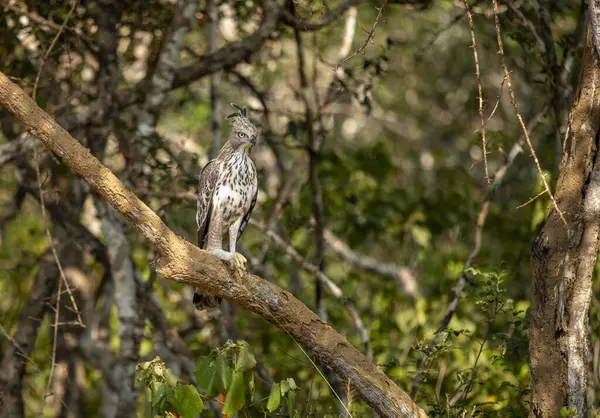 Der Wechselhafte Falkenadler Nisaetus Cirrhatus Ist Eine Greifvogelart Aus Der — Stockfoto