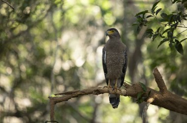 Tepeli yılan kartalı, tropikal Asya 'daki ormanlarda bulunan orta büyüklükteki bir yırtıcı kuş türüdür..