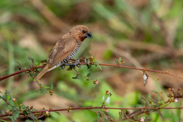 The scaly-breasted munia or spotted munia, known in the pet trade as the nutmeg mannequin or spice finch, is a sparrow-sized estrildid finch native to tropical Asia.