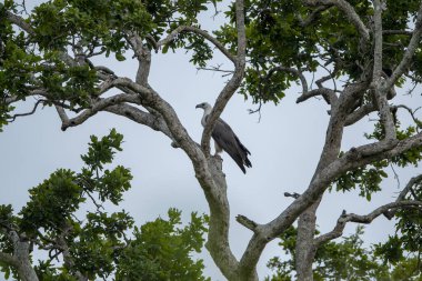Beyaz karınlı deniz kartalı, atmaca familyasından yırtıcı bir kuş türü..