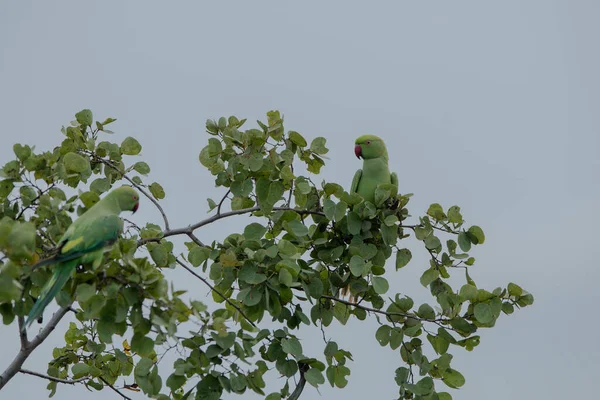 Зелений Папуга Або Кільцеподібний Папуга Sittacula Krameri Вид Птахів Належать — стокове фото