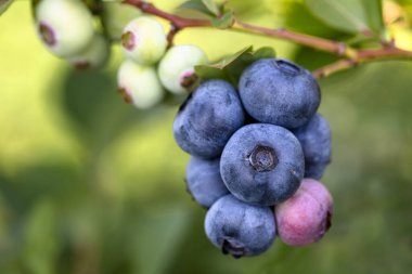 Türkiye 'nin İzmir kentinde hasat mevsiminde ağaçta bir sürü olgun meyve bulunan yabanmersini çiftliği. Yabanmersini toplama tarihi.