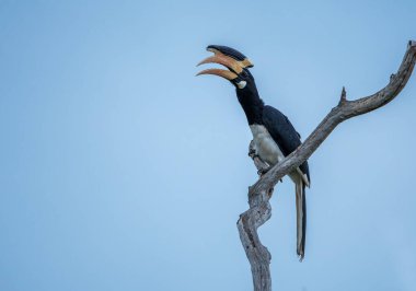 Malabar fareli köyün kartalları, diğer adıyla fareli köyün boynuz gagalı kuşları, boynuz gagalı bir kuş familyasıdır..