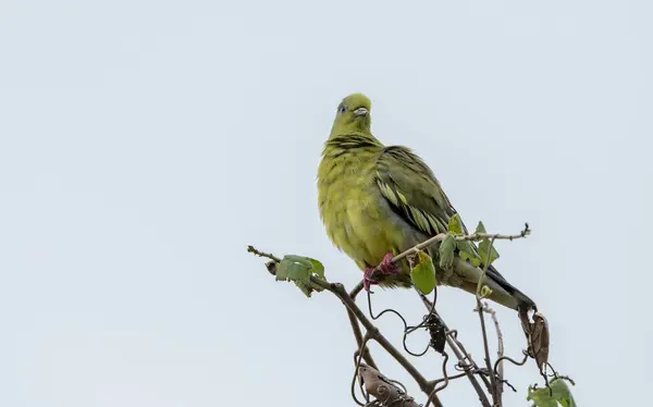 The pin-tailed green pigeon is a species of bird in the family Columbidae native to Southeast Asia.