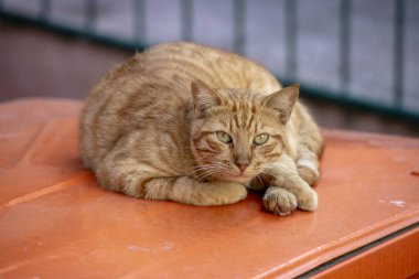 Sarı kedi objektife bakıyor..