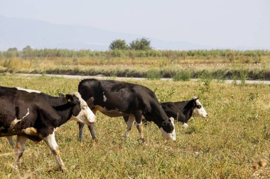 Yeşil çim tarlasında sığır sürüsü.