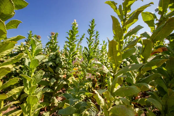 Tabaco Plantação Cultivado Nas Terras Agrícolas Imagem De Stock