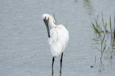 Avrasya kaşık gagası, Threskiornithidae familyasının büyük, beyaz, uzun adımlı, eşsiz gagalı, balıkçılsı bir kuşudur..