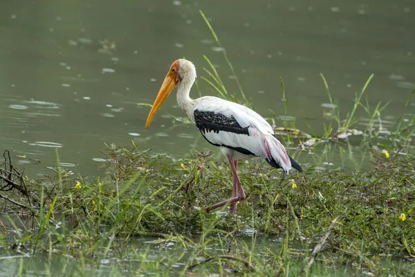 The painted stork is a large bird species from the stork family. Found in the wetlands of the tropical Asian lowlands south of the Himalayas in the Indian subcontinent