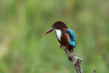 Halcyon Smyrnensis; Türkçe adı İzmir Kingfisher
