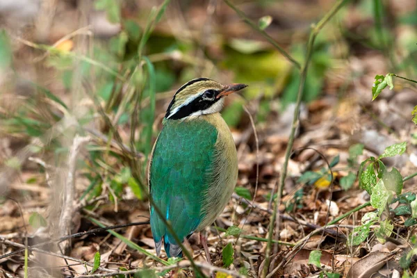 The Indian pitta is a songbird native to the Indian subcontinent. It lives in shrub forests, deciduous and dense evergreen forests.