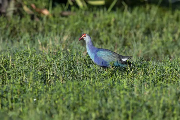 Gri başlı quagga, Orta Doğu 'dan Güney Çin ve Kuzey Tayland' a kadar uzanan bir quagga türüdür..