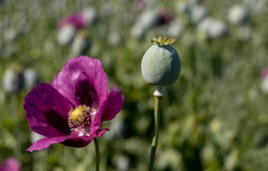 Afyon afyonlu haşhaş kafaları, yakın plan. Papaver somniferum, Papaveraceae familyasından bir gelincik türü..