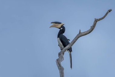 Malabar fareli köyün kartalları, diğer adıyla fareli köyün boynuz gagalı kuşları, boynuz gagalı bir kuş familyasıdır..