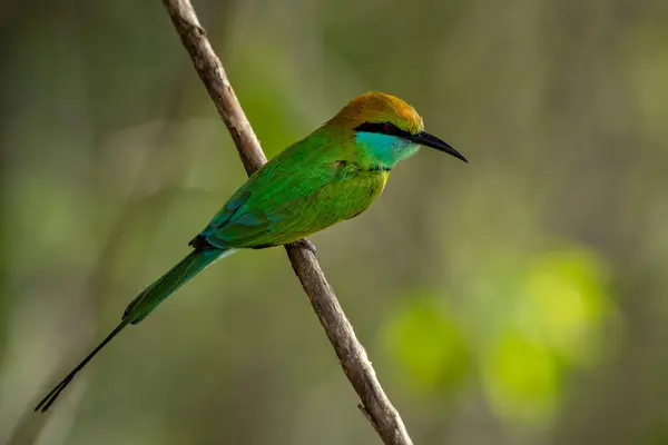 The Asian green bee-eater, also known as the little green bee-eater and green bee-eater in Sri Lanka, is a passerine bird in the bee-eater family.