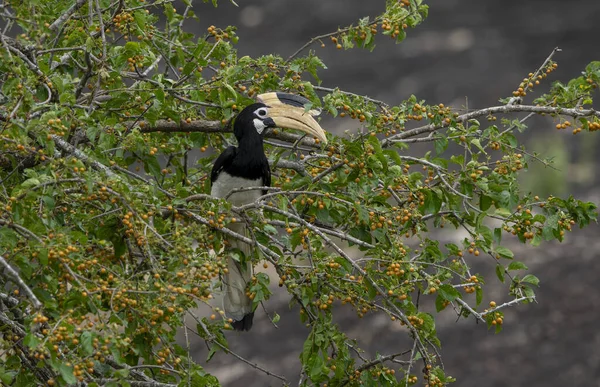 Malabar pied eagles, also known as lesser pied hornbills, are a bird in the hornbill family, a family of tropical near-passerine birds found in the Old World.