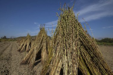 Tarlada yeşilken toplanan taze susam bitkileri. Kurutulacak susam bitkileri.