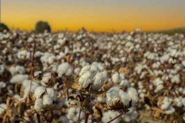Beyaz pamuk ve tarladaki çiçekleri, günbatımında kırmızı renkler arka planda.