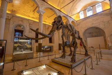 Burdur 17 Ekim 2023 Doğal Tarih Müzesi. Burdur 'un Kemer ilçesi Elmack Köyü' nde fosil kazıları sırasında ortaya çıkarılan dev güney filinin iskeleti ve tarih öncesi yaratıkların kalıntıları sergileniyor..