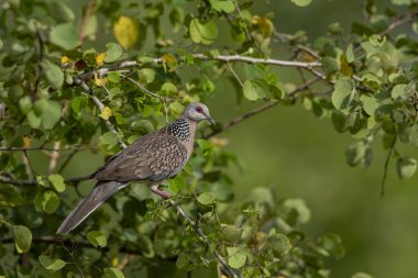 European turtle pigeon (Streptopelia turtur