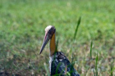 Küçük emir subayı, leylek familyasından Ciconiidae familyasından büyük bir kuş. Türünün diğer üyeleri gibi, onun da başı ve boynu açıktır..